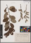 Foto von Salix aurita L. x Salix caprea L.